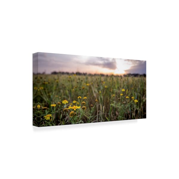 Giuseppe Torre 'Flowers In The Sunset' Canvas Art,16x32